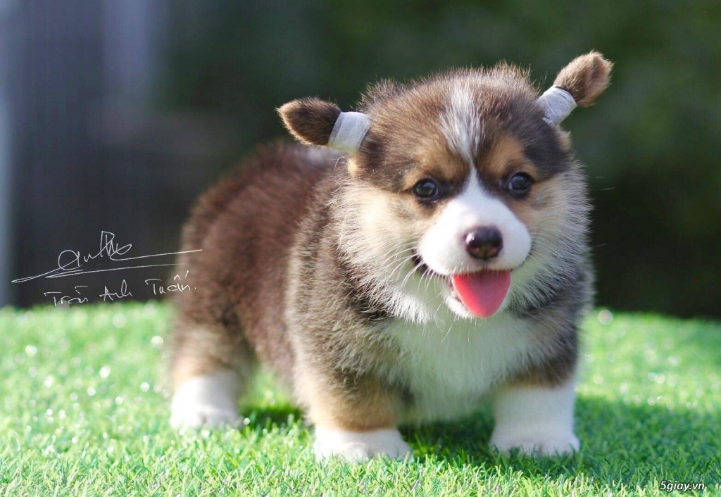 Chó corgi siêu đẹp