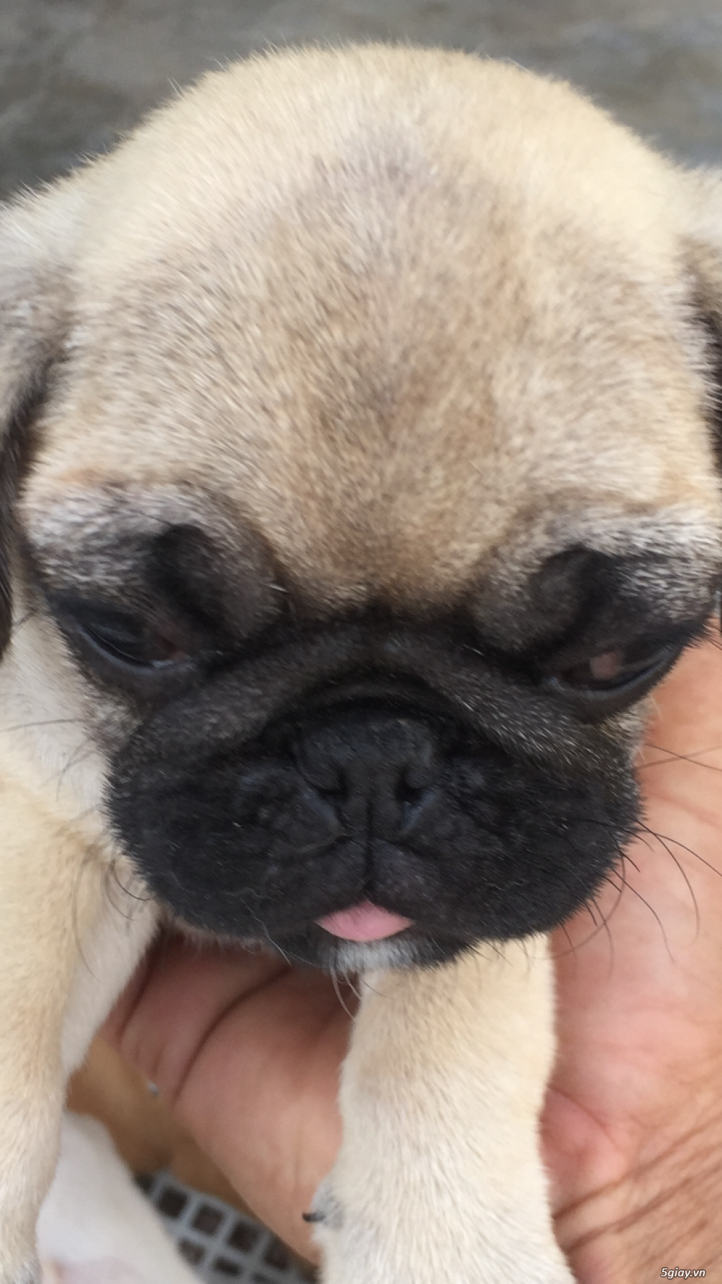 Pug mặt xệ - 1