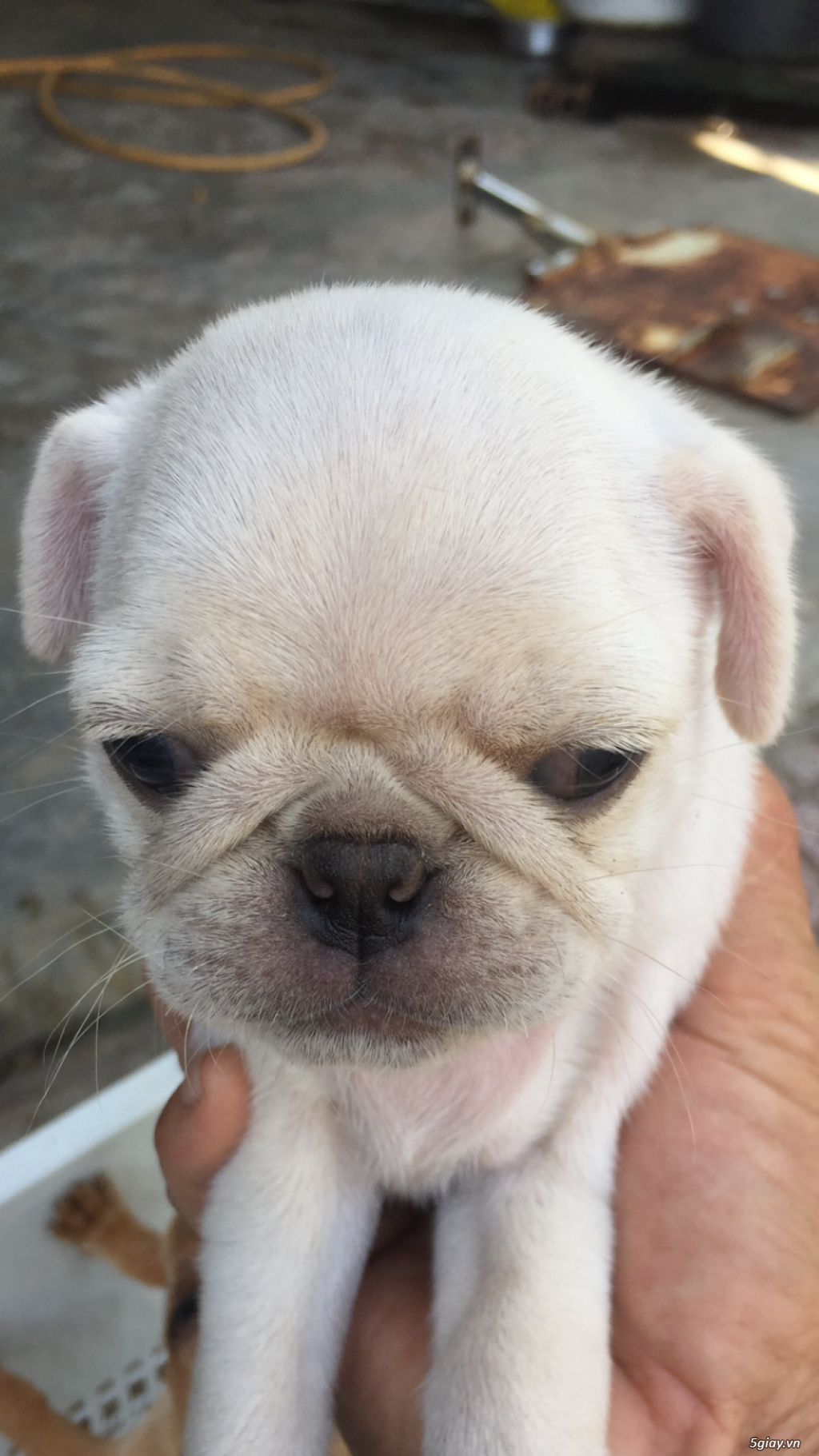 Pug mặt xệ - 3