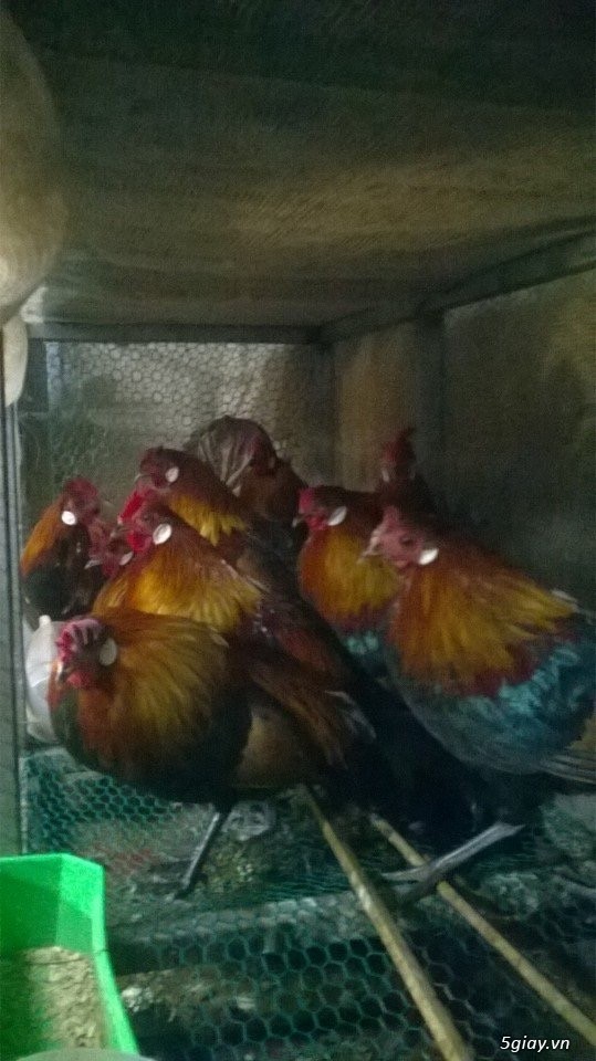 Gà Rừng Rặc BMT 100%