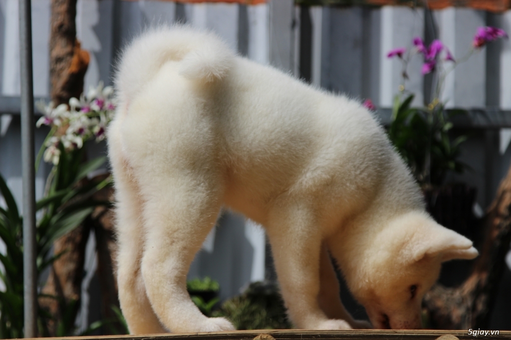 Akita inu trắng - 3