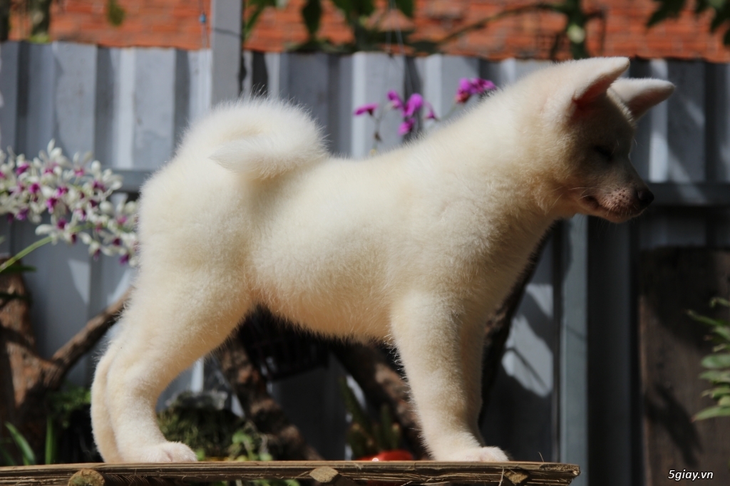 Akita inu trắng - 2