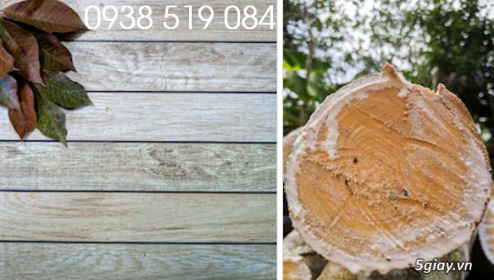 Sản xuất và phân phối gỗ cao su-kho gỗ cao su giá sỉ Quảng Ngãi