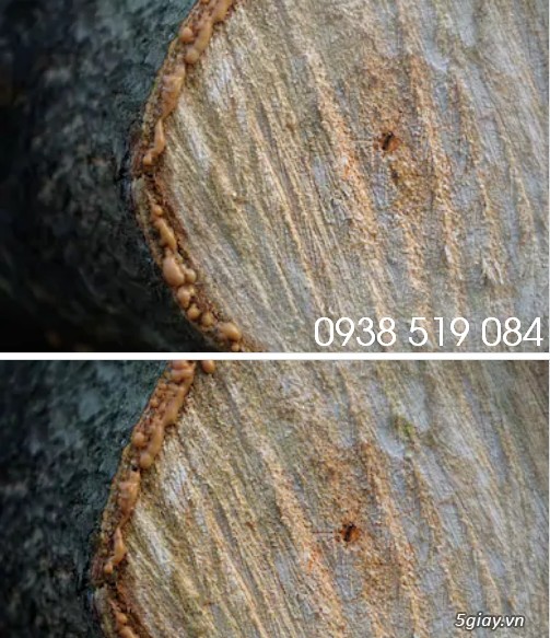 Sản xuất và phân phối gỗ cao su-kho gỗ cao su giá sỉ Quảng Ngãi - 1