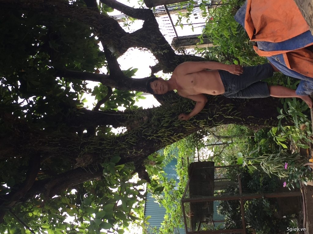 Ban cay loc vung 20 tr
