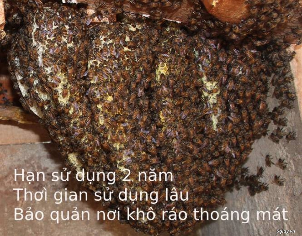 Cần bán mật ong ruồi nguyên chất Buôn Ma Thuột - 2
