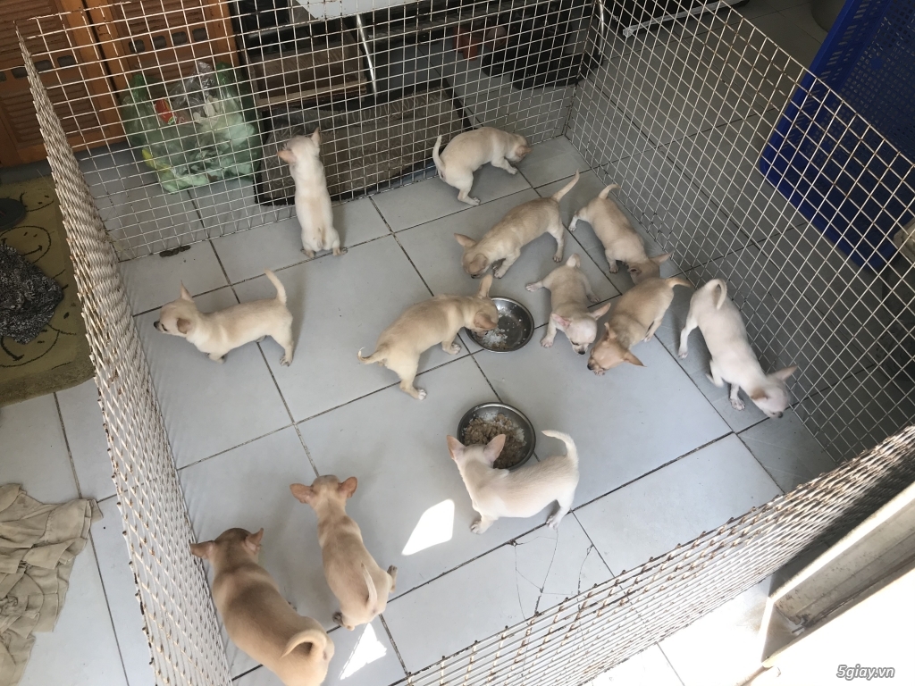 Hcm- bán 2 bầy chihuahua 12 em gốc mexico 2 tháng tuổi giá rẻ - 3