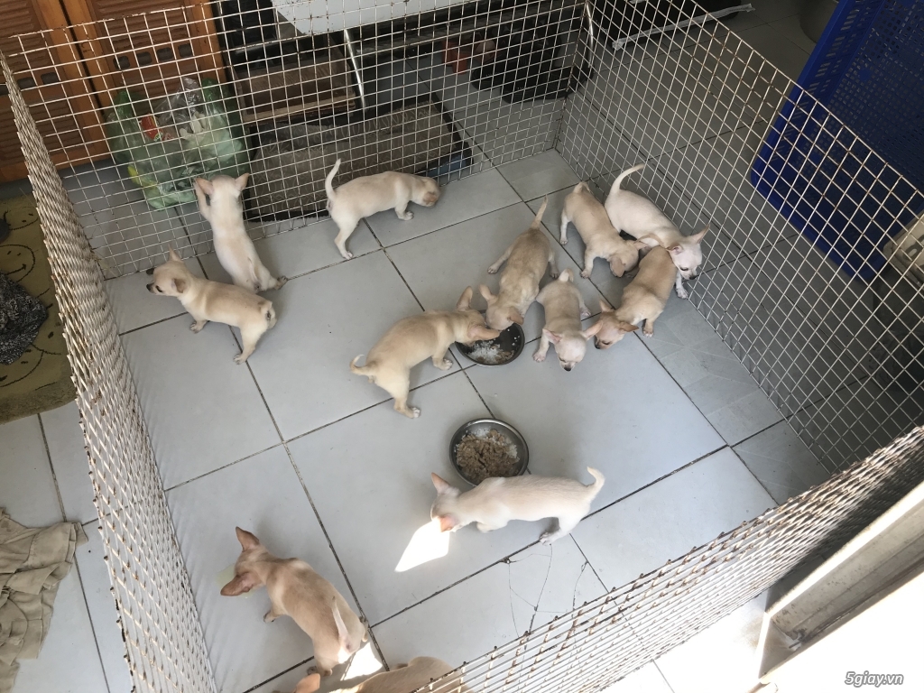 Hcm- bán 2 bầy chihuahua 12 em gốc mexico 2 tháng tuổi giá rẻ - 4