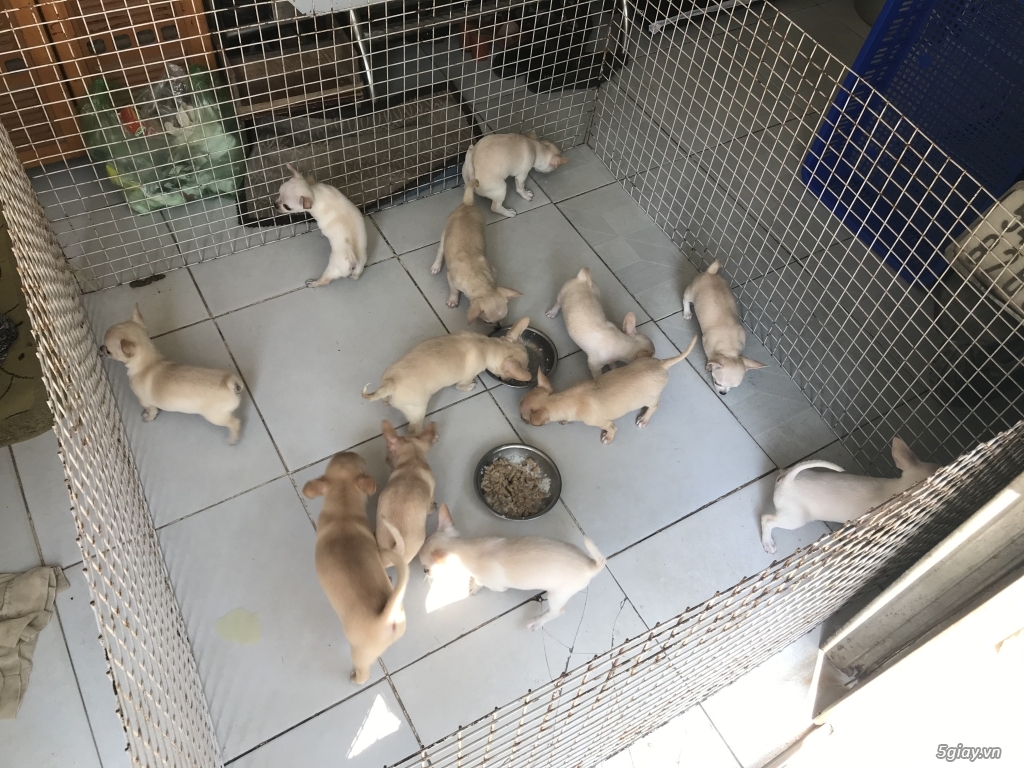 Hcm- bán 2 bầy chihuahua 12 em gốc mexico 2 tháng tuổi giá rẻ - 2