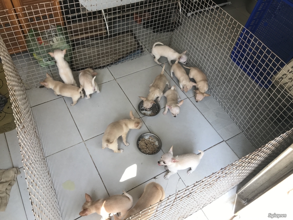 Hcm- bán 2 bầy chihuahua 12 em gốc mexico 2 tháng tuổi giá rẻ - 1