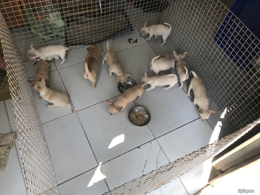 Hcm- bán 2 bầy chihuahua 12 em gốc mexico 2 tháng tuổi giá rẻ