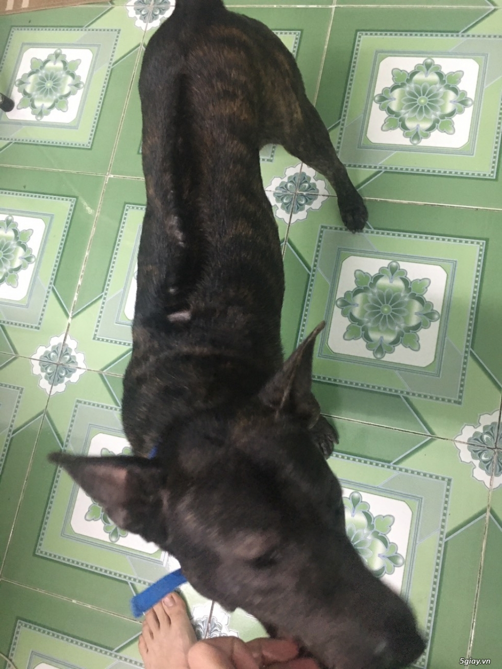 Cần bán: Chó Phú Quốc đực thuần chủng - 2
