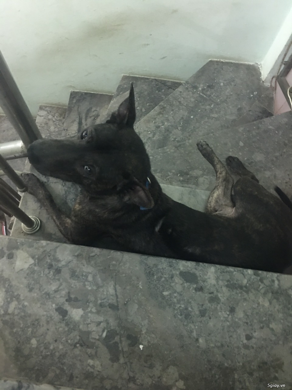 Cần bán: Chó Phú Quốc đực thuần chủng - 1