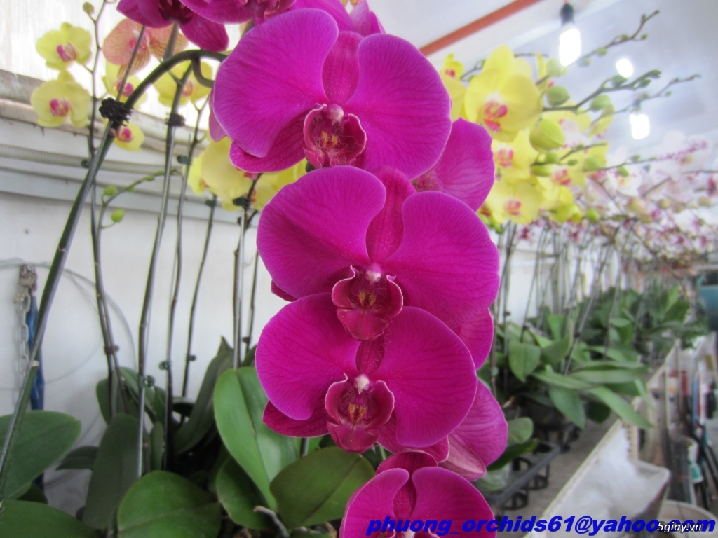 Hoa lan hồ điệp kết chậu giá thật tốt - 6