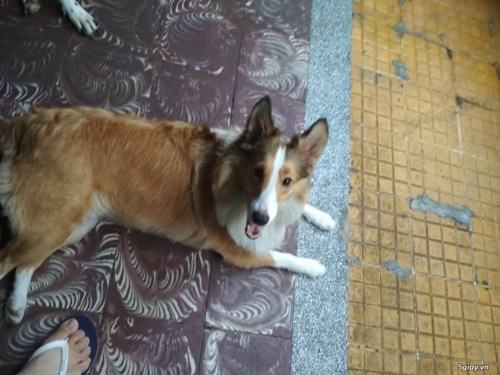 BÁN CHÓ MINI COLLIE CÁI THUẦN CHỦNG