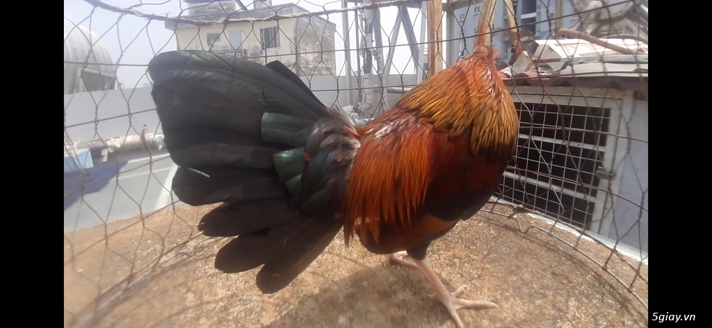 Gà đá tiền - 2