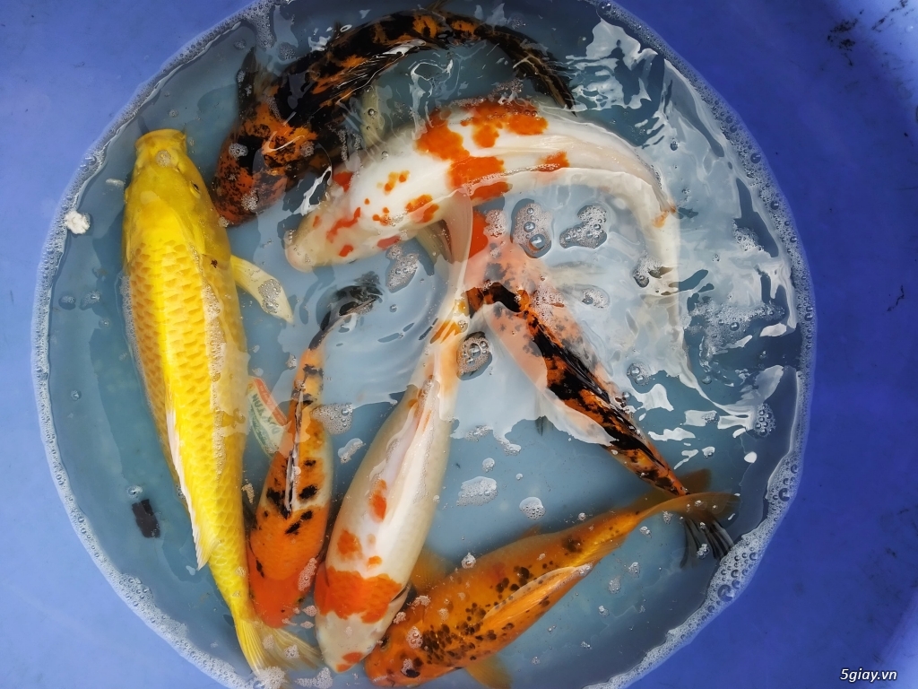 Cá Koi size >55cm: Kohaku, Karashi, kigoi,... - 2