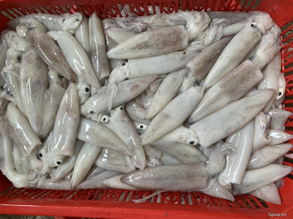 Mực Tươi 1kg Mực Tươi Nháy Quảng Nam - 1