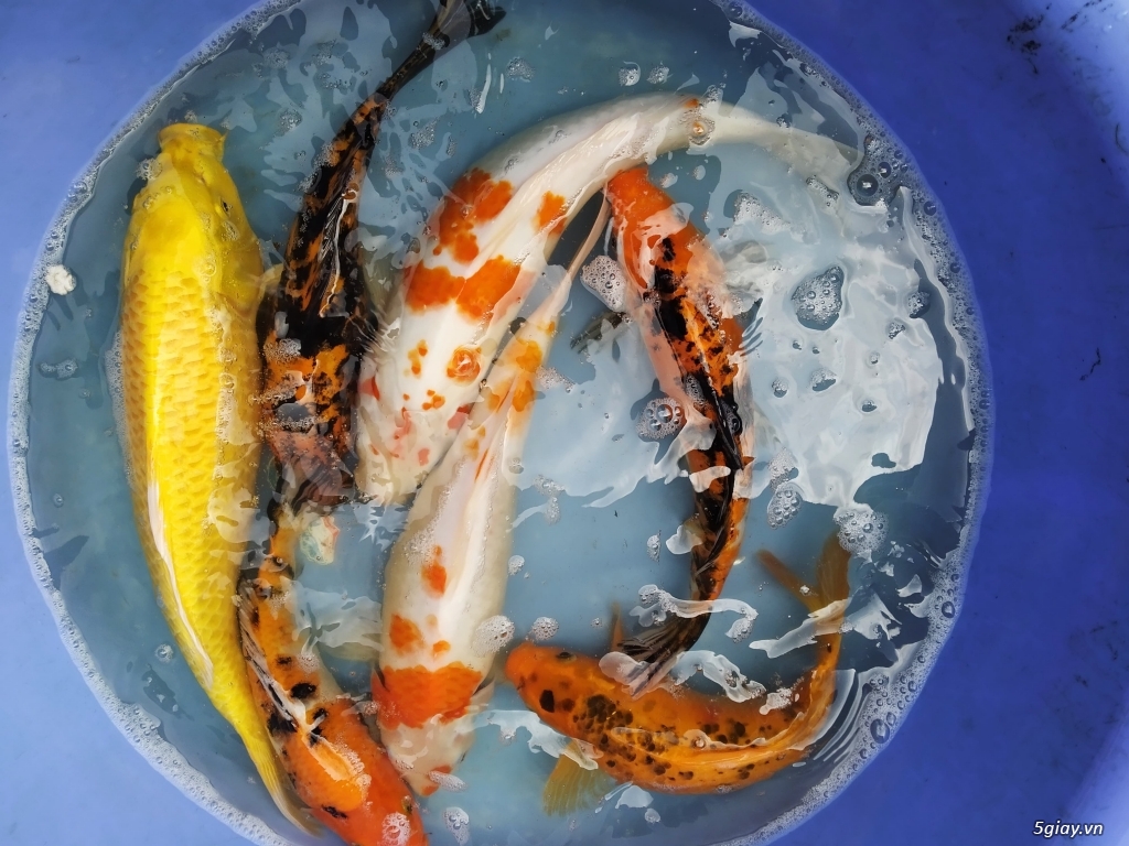 Cá Koi size >55cm: Kohaku, Karashi, kigoi,... - 1