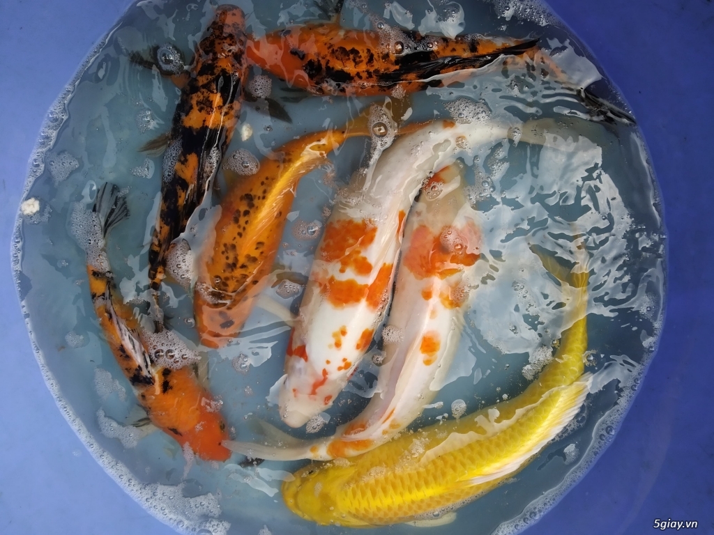 Cá Koi size >55cm: Kohaku, Karashi, kigoi,...