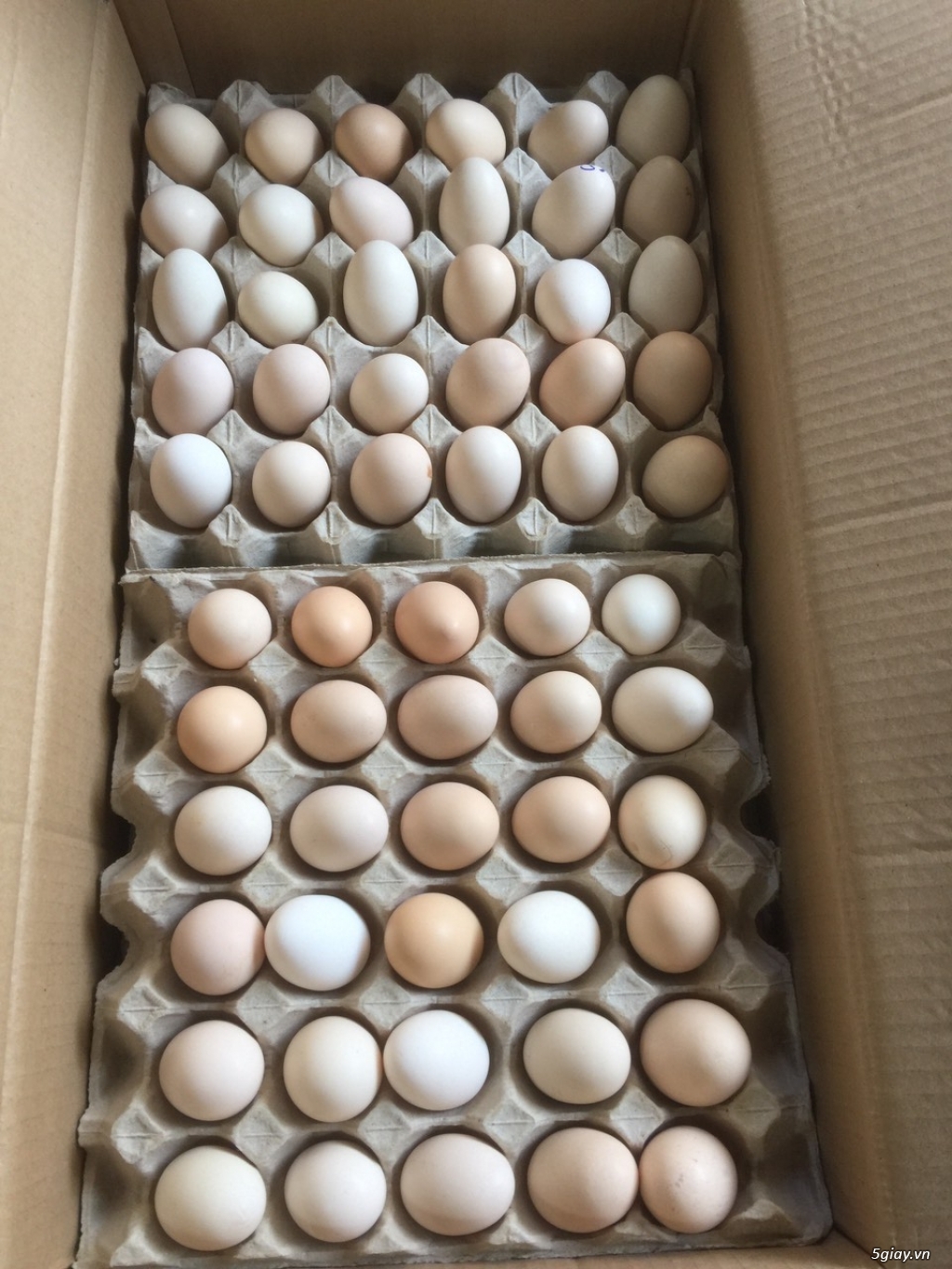 trang trại cần tìm đại lý, nhà phân phối trứng gà ác trên toàn quốc - 1