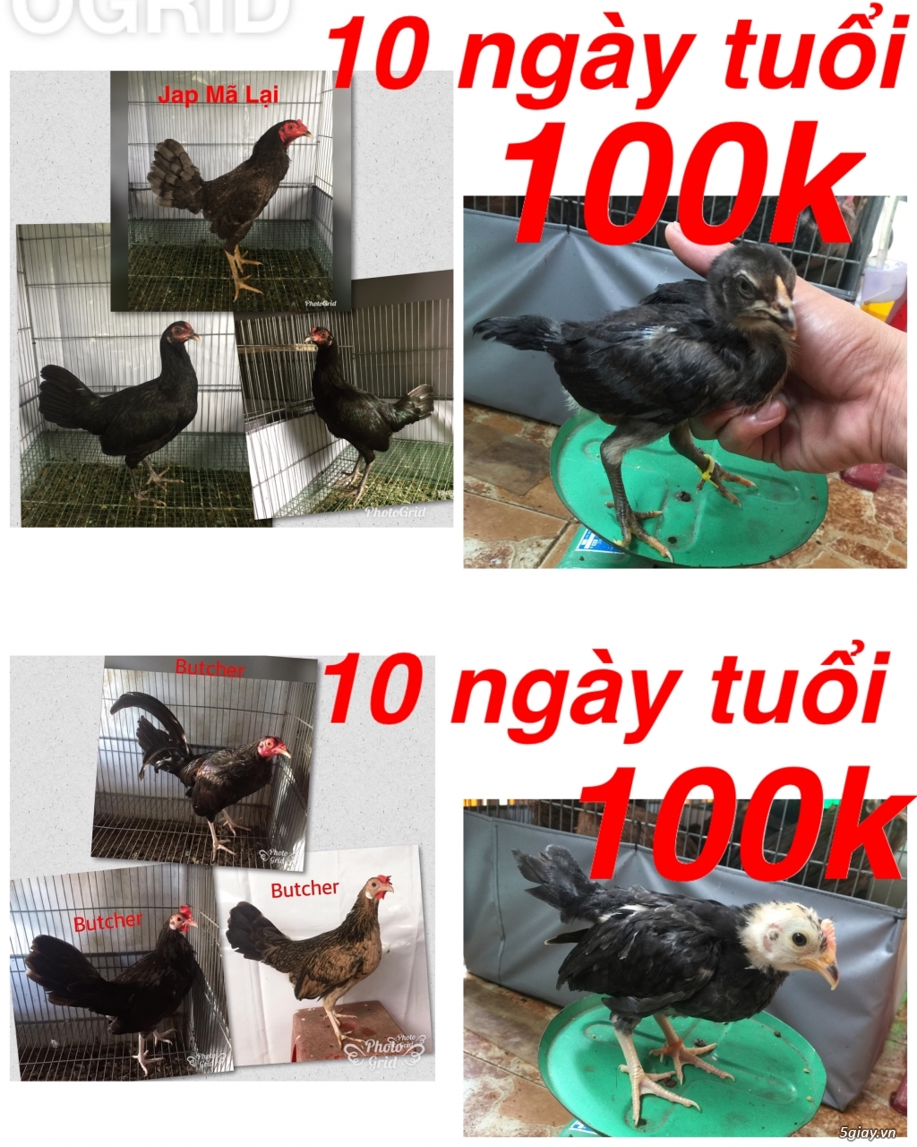 Gà Nòi -Tre 3D - 2