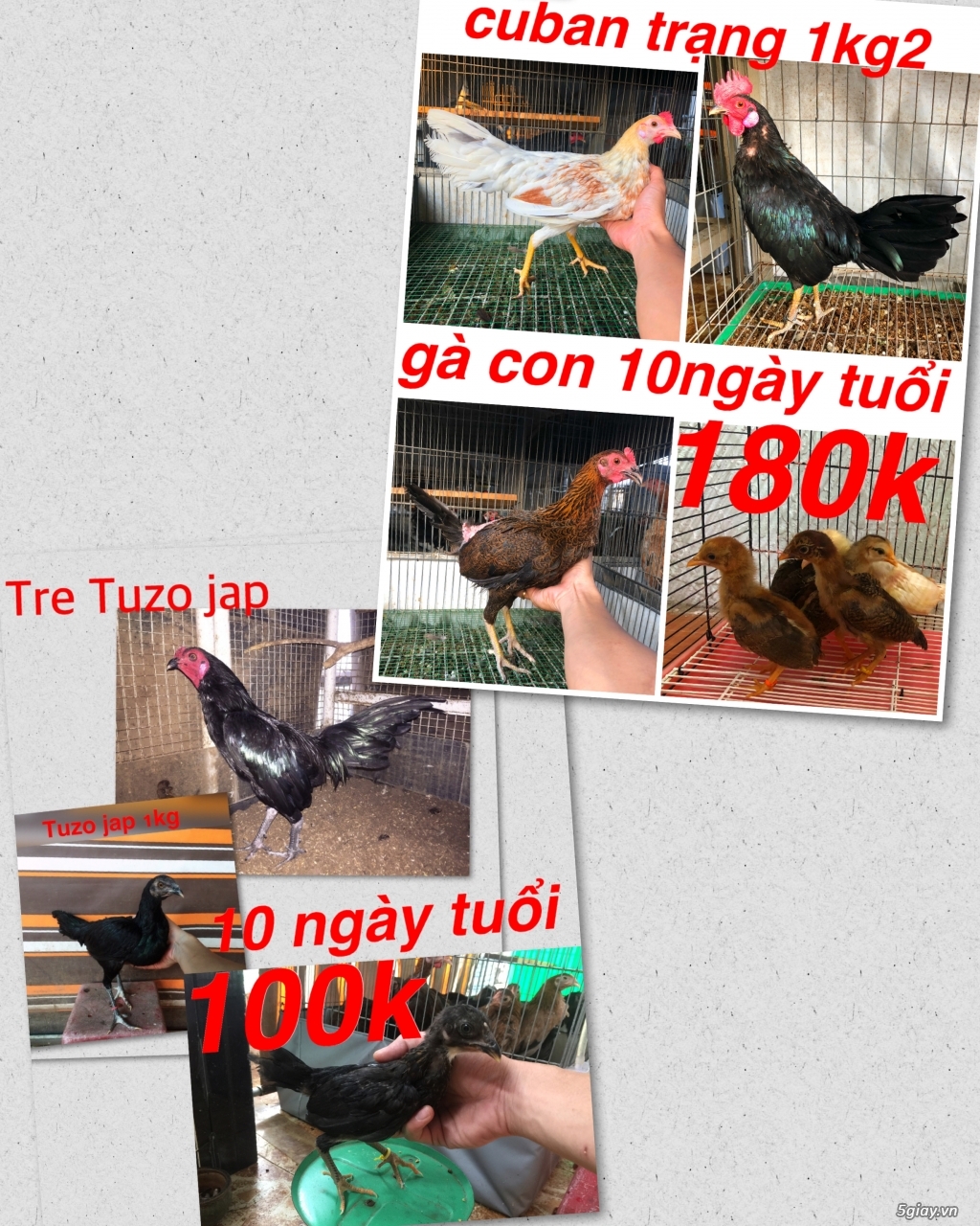 Gà Nòi -Tre 3D