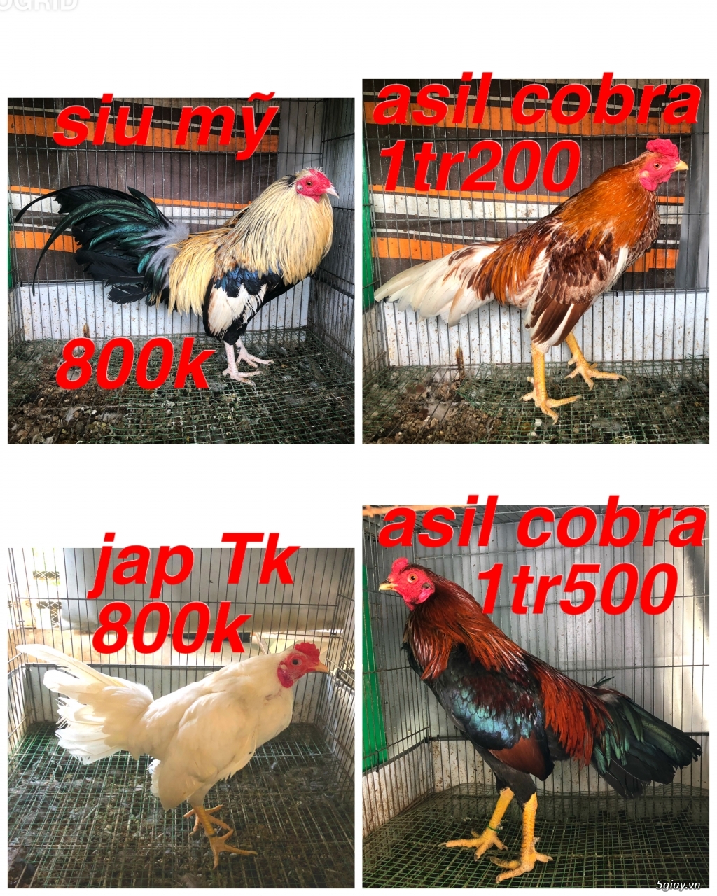 Gà Nòi -Tre 3D - 14