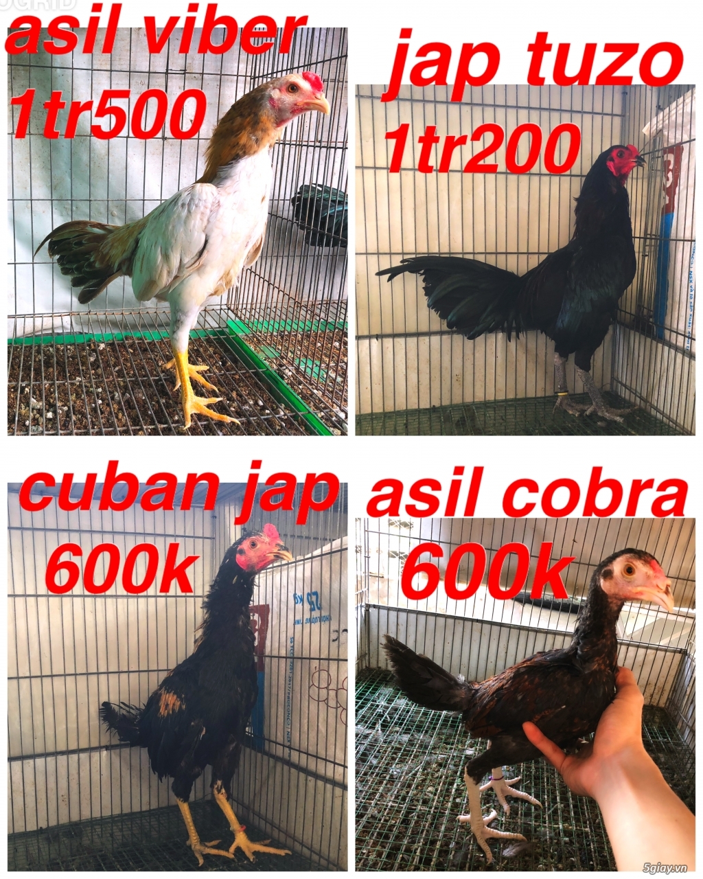 Gà Nòi -Tre 3D - 11