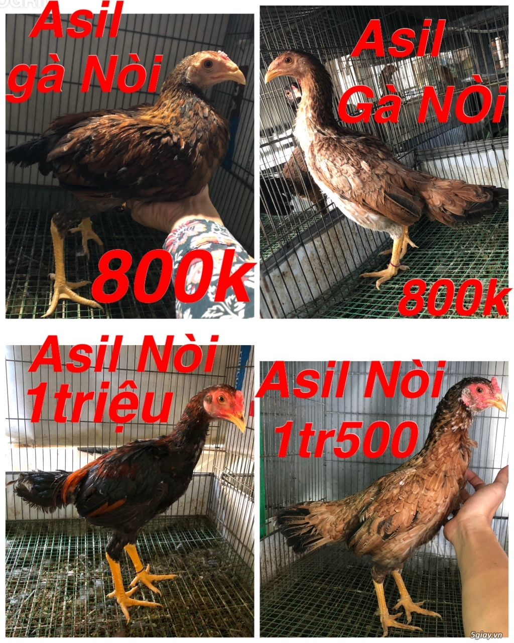 Gà Nòi -Tre 3D - 10