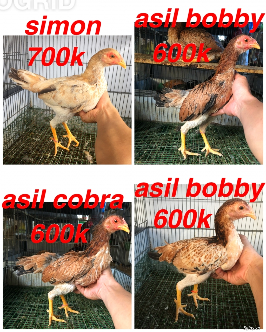 Gà Nòi -Tre 3D - 9