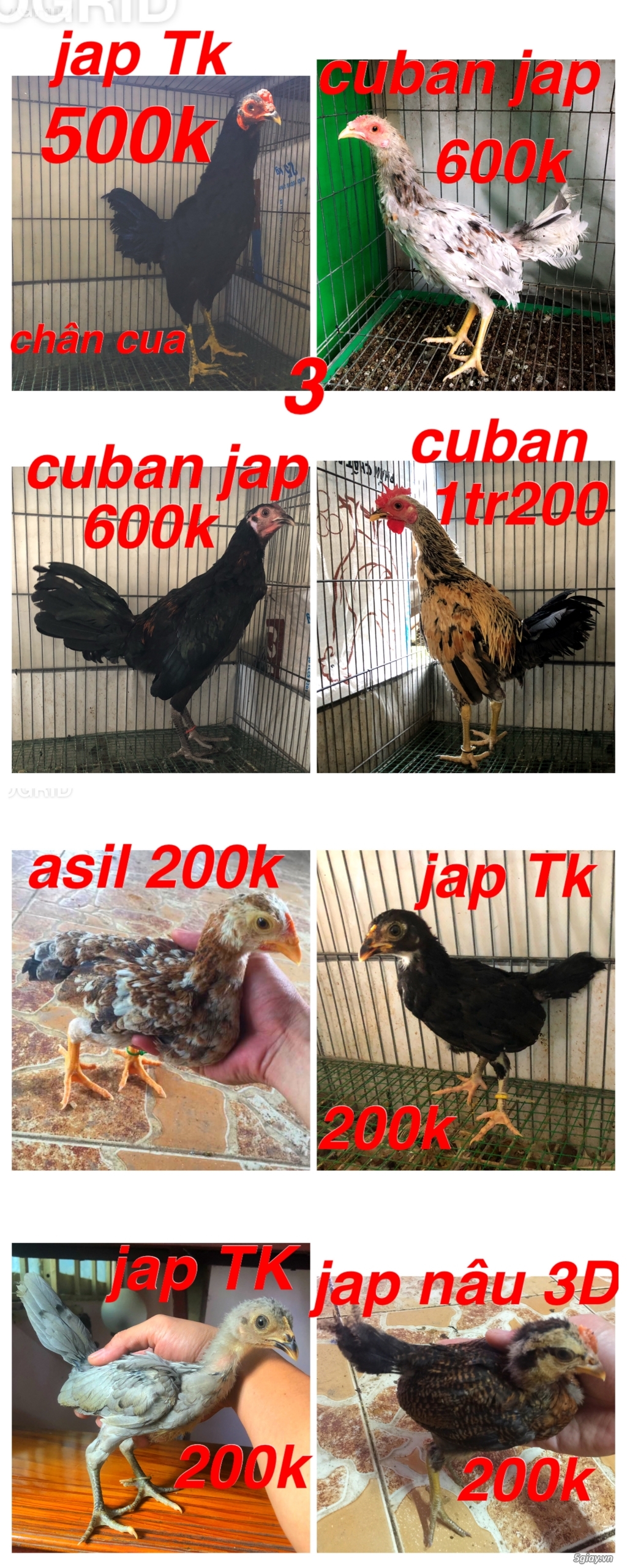 Gà Nòi -Tre 3D - 12