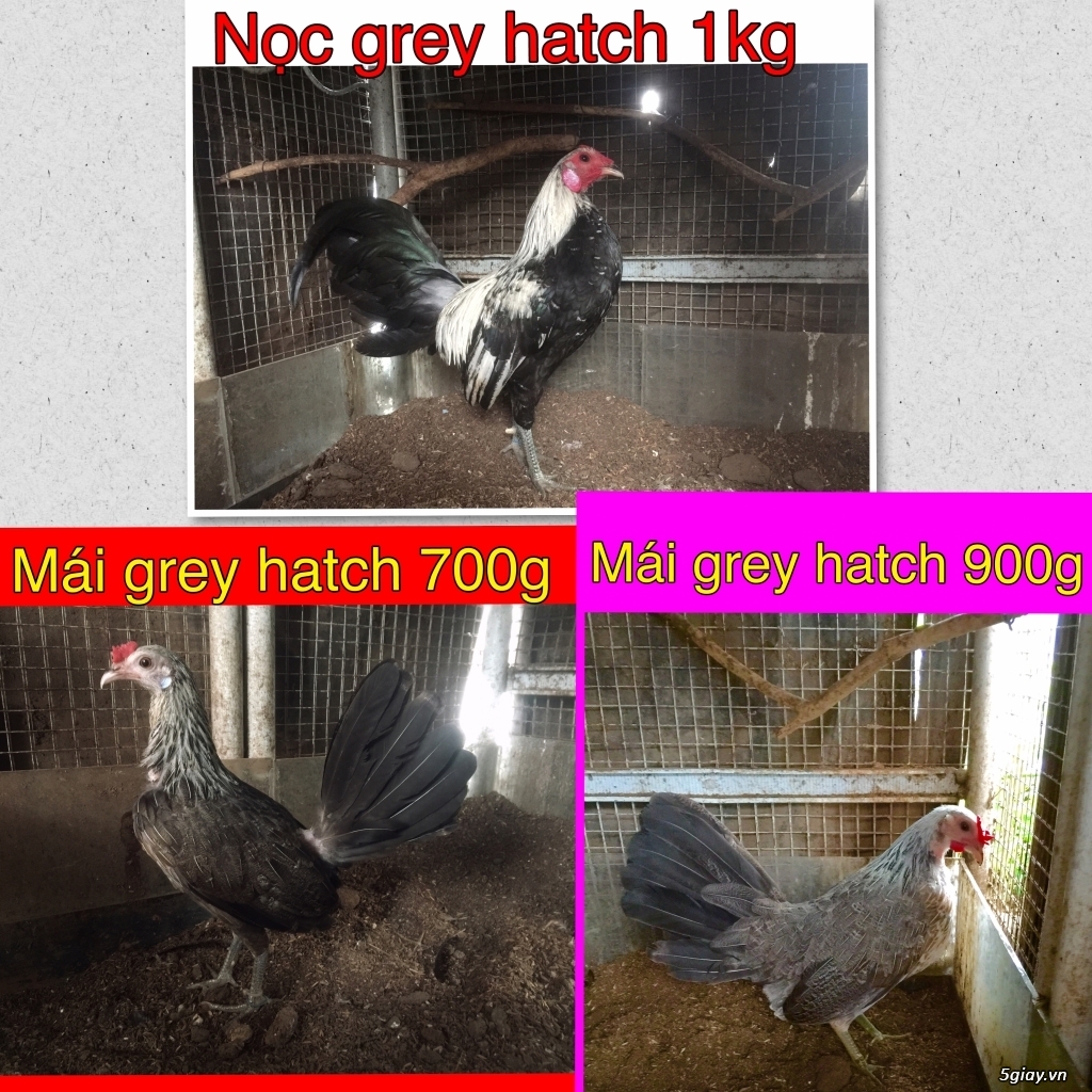 Gà Nòi -Tre 3D - 7