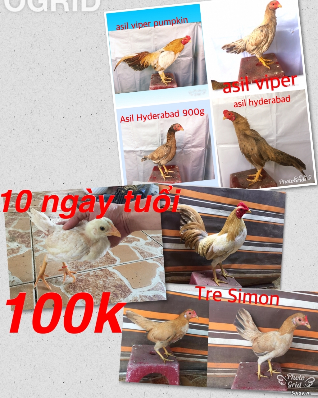 Gà Nòi -Tre 3D - 4