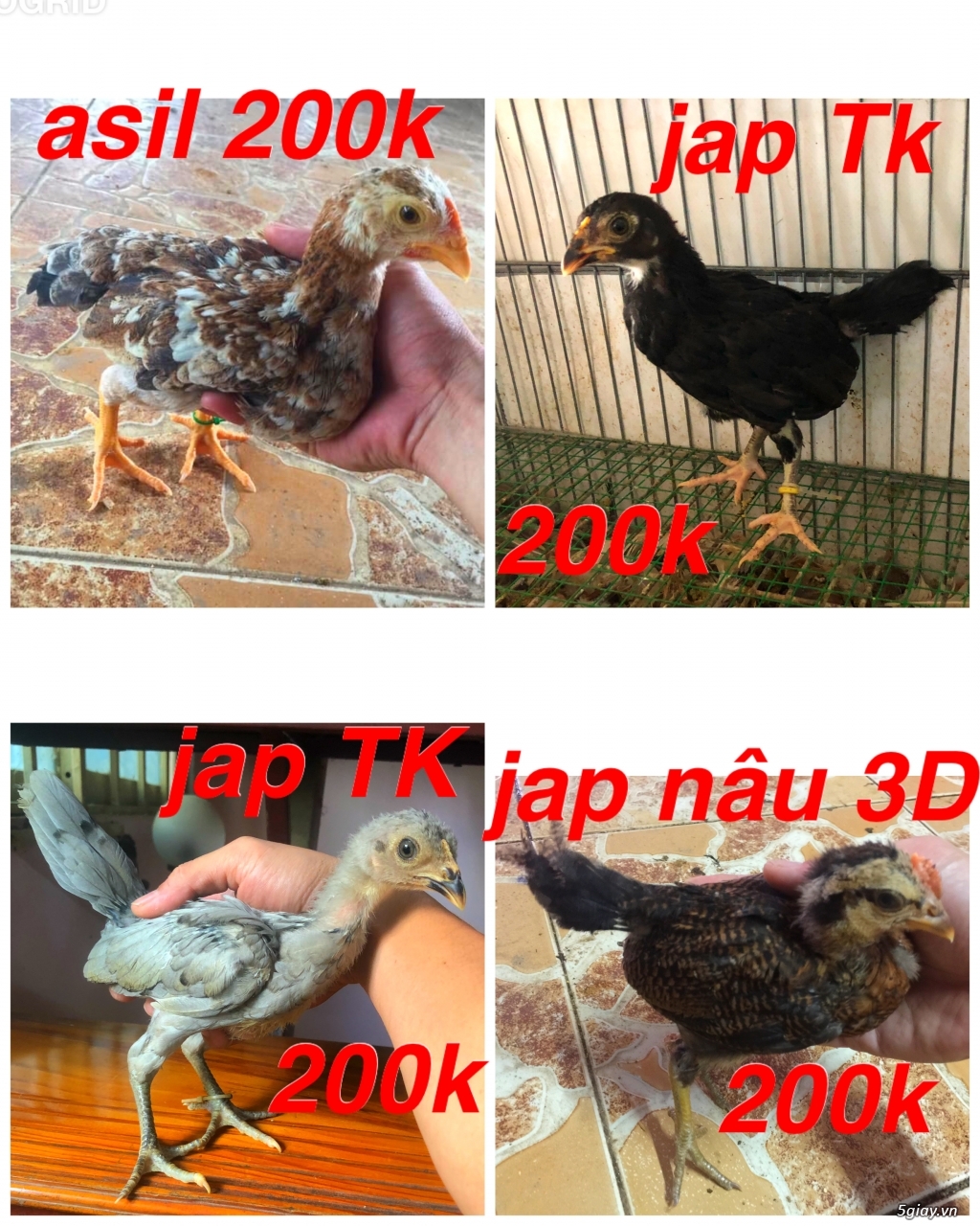 Gà Nòi -Tre 3D - 8