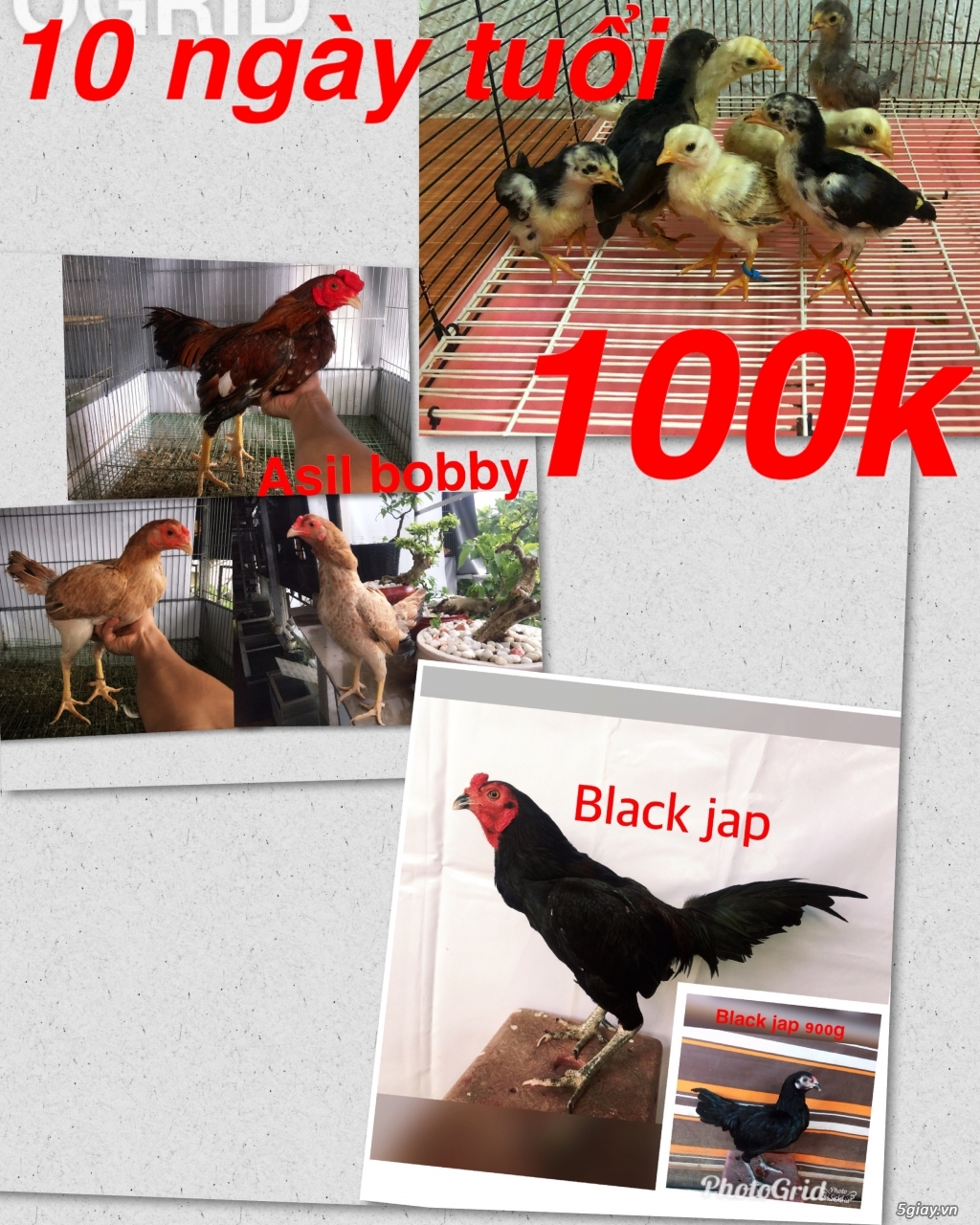 Gà Nòi -Tre 3D - 5