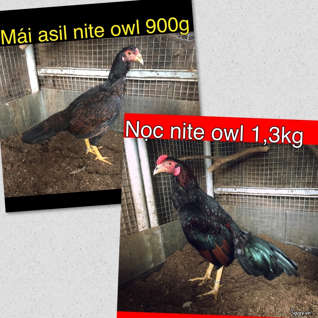 Gà Nòi -Tre 3D - 1