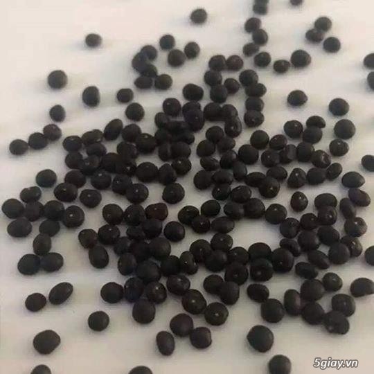 HẠT GIỐNG MĂNG TÂY XANH