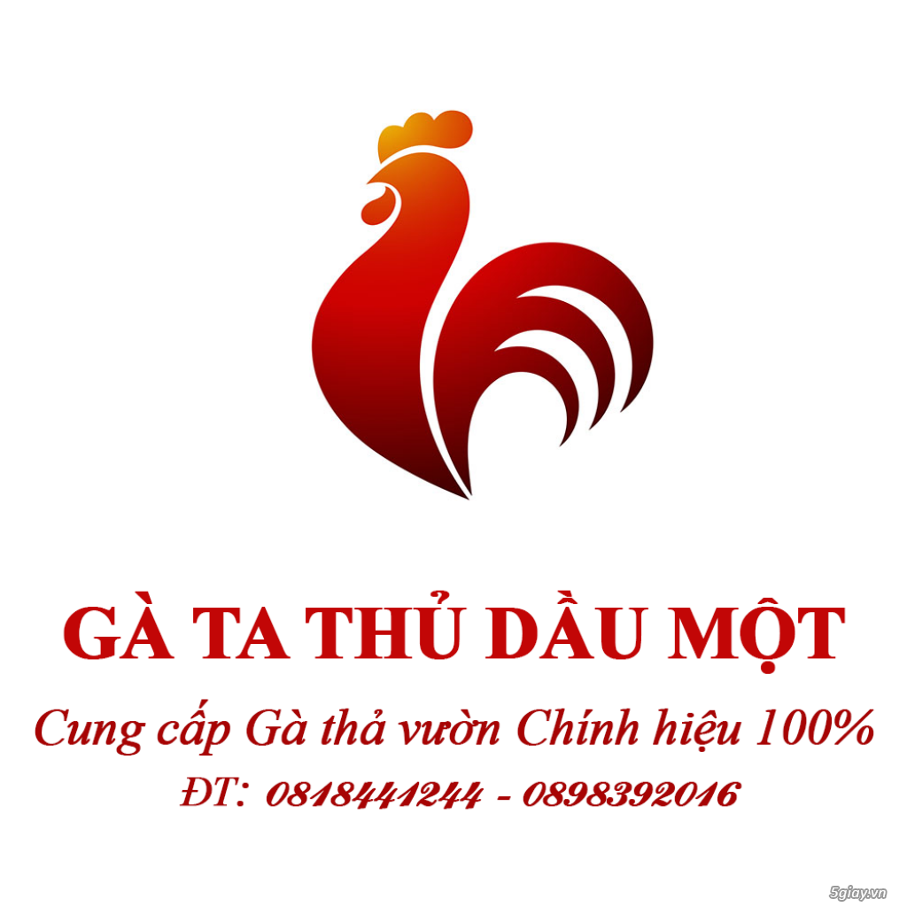 BÁN GÀ TA THẢ VƯỜN CHÍNH HIỆU 100% - THỦ DẦU MỘT - BÌNH DƯƠNG - 1