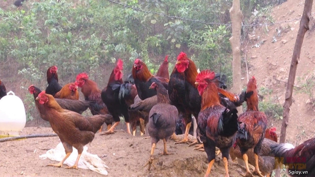 BÁN GÀ TA THẢ VƯỜN CHÍNH HIỆU 100% - THỦ DẦU MỘT - BÌNH DƯƠNG - 2