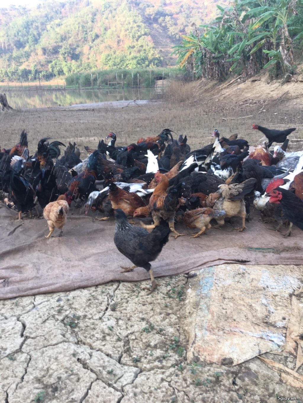 BÁN GÀ TA THẢ VƯỜN CHÍNH HIỆU 100% - THỦ DẦU MỘT - BÌNH DƯƠNG