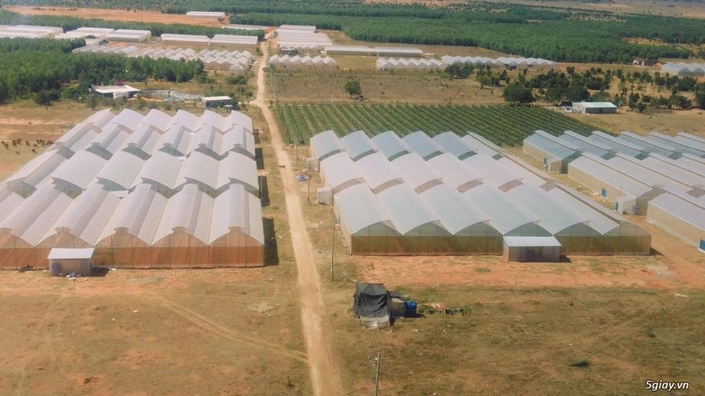 Bán đất nông nghiệp Bình Thuận giá chỉ 70 nghìn/m2 shr bao sang tên cô - 1