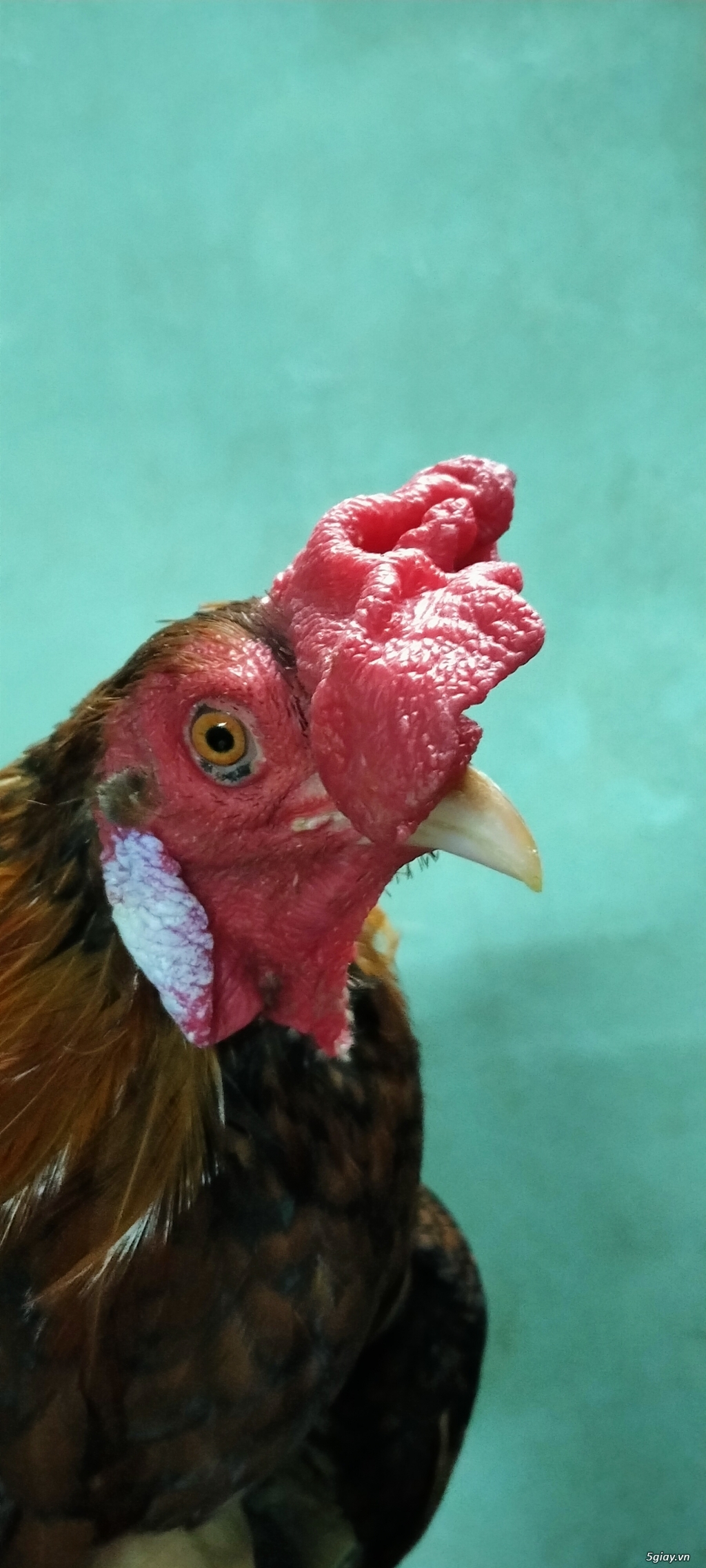 Gò vấp : Lên mấy con gà lai tốt cho ae đá - 3