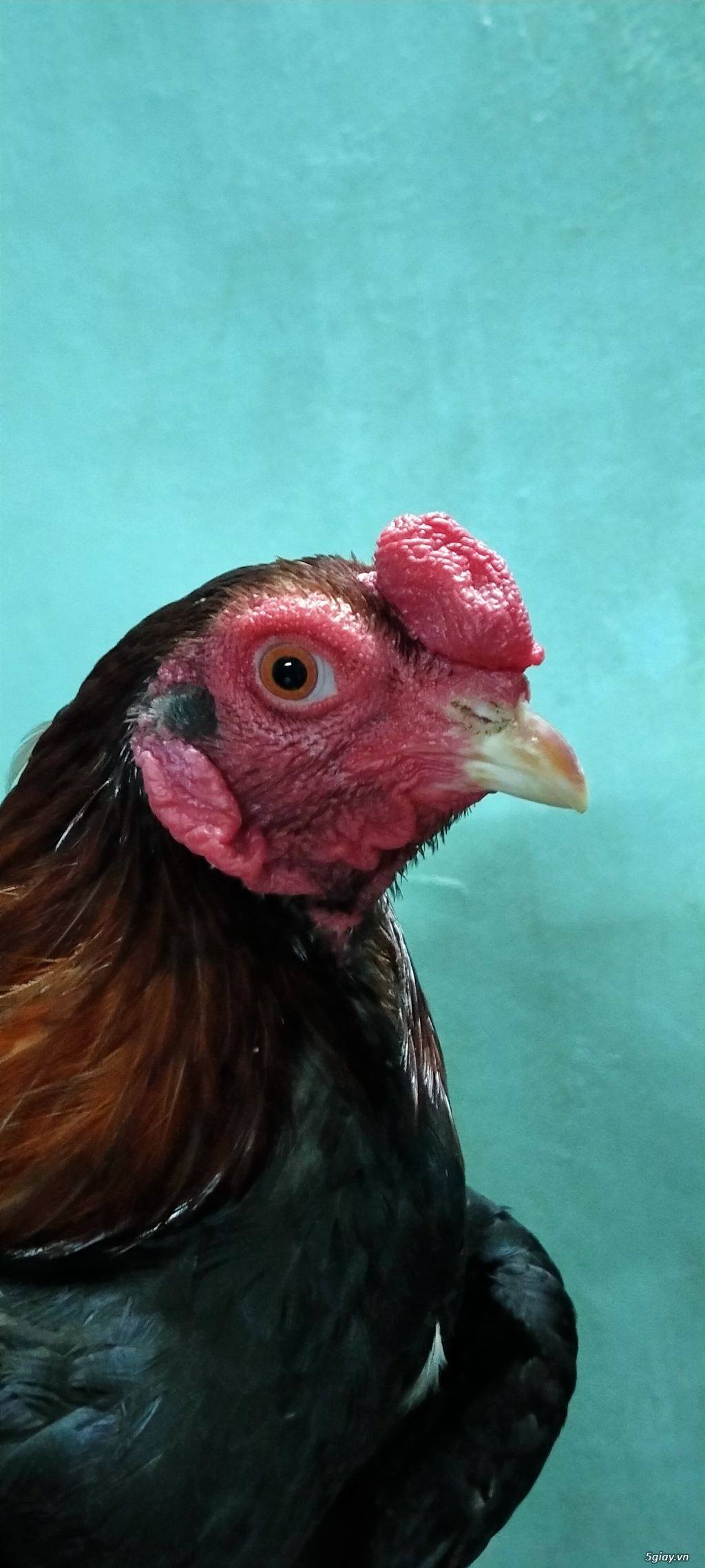 Gò vấp : Lên mấy con gà lai tốt cho ae đá - 6