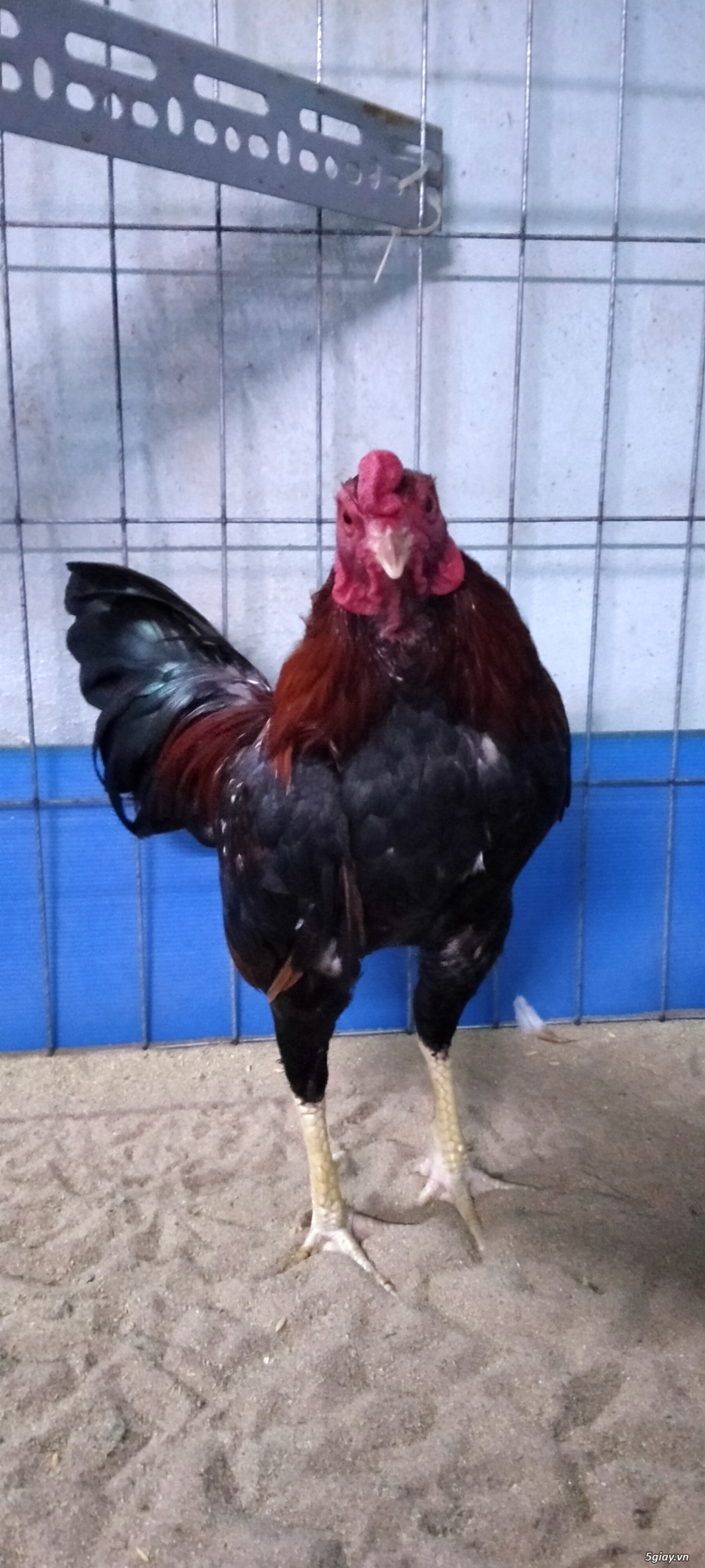 Gò vấp : Lên mấy con gà lai tốt cho ae đá - 7