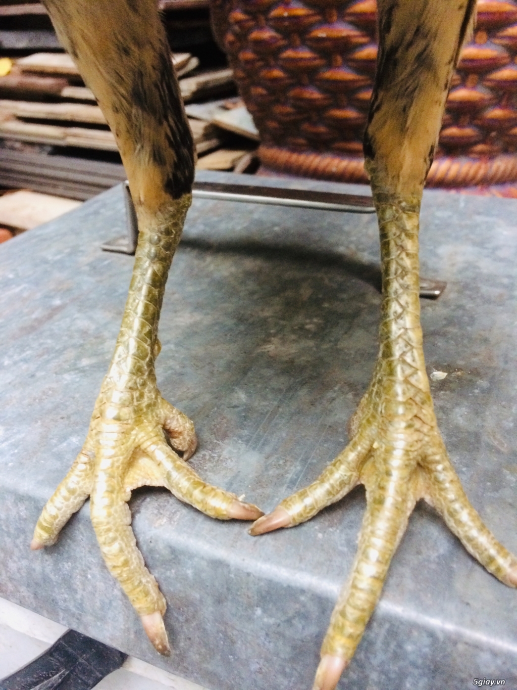 Gà mái cuban jap - 1