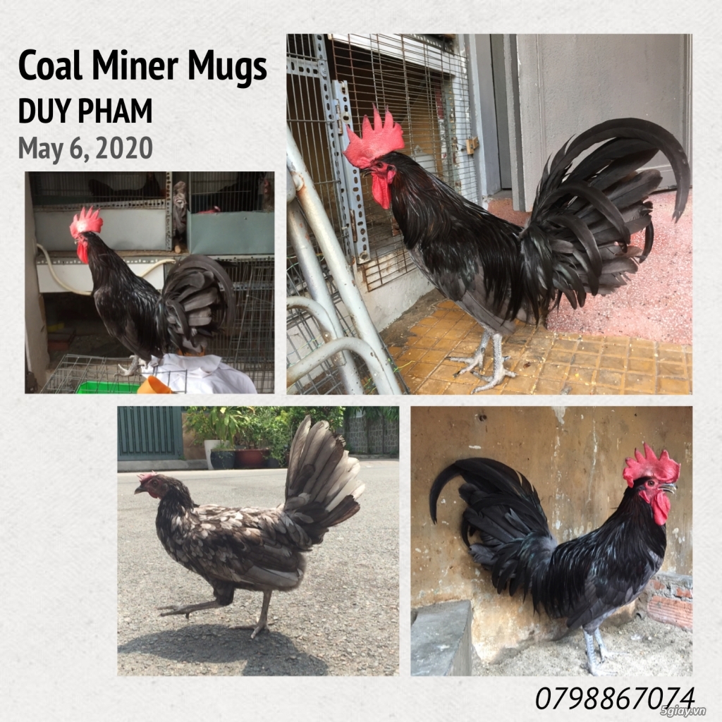 Cung cấp gà con dòng Mỹ mặt lọ Pure Coal Miner Mugs !!! - 8