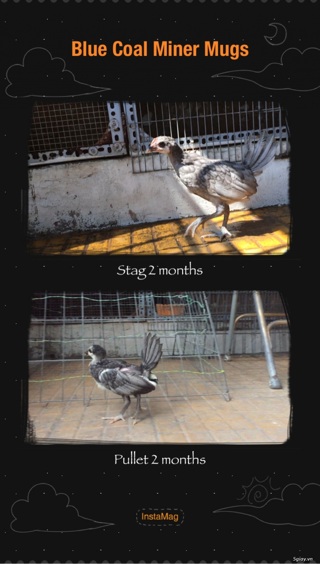 Cung cấp gà con dòng Mỹ mặt lọ Pure Coal Miner Mugs !!! - 18