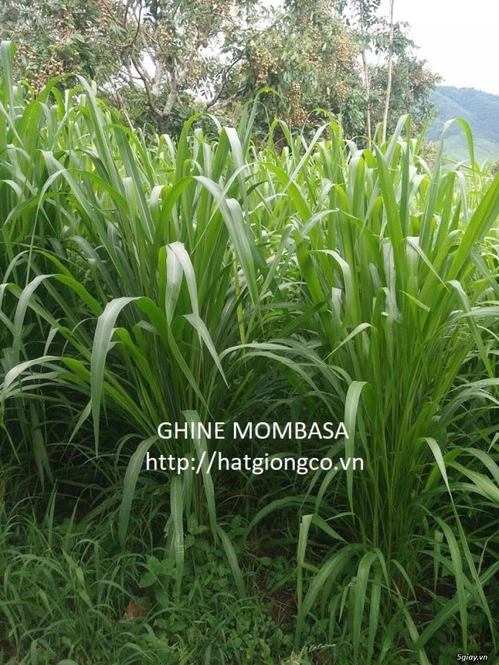cỏ ghine mombasa - cỏ sả lá lớn