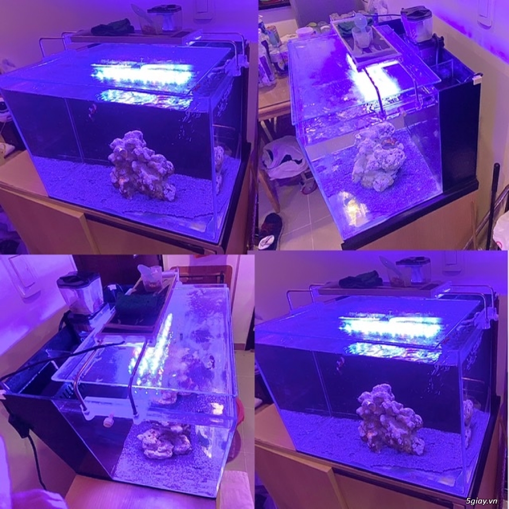 Bán BỂ CHƠI CÁ BIỂN SUNSUN ATH500(50x40x36)